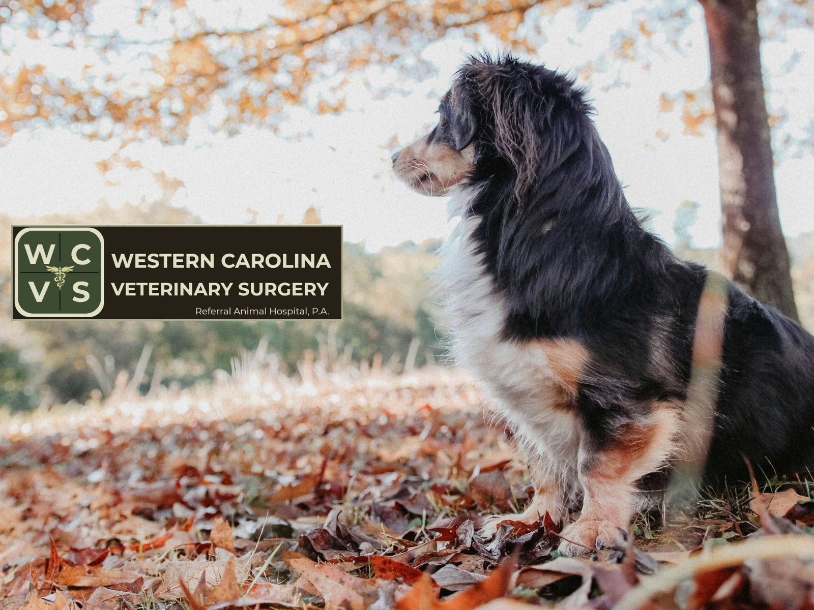 wcvs.org/