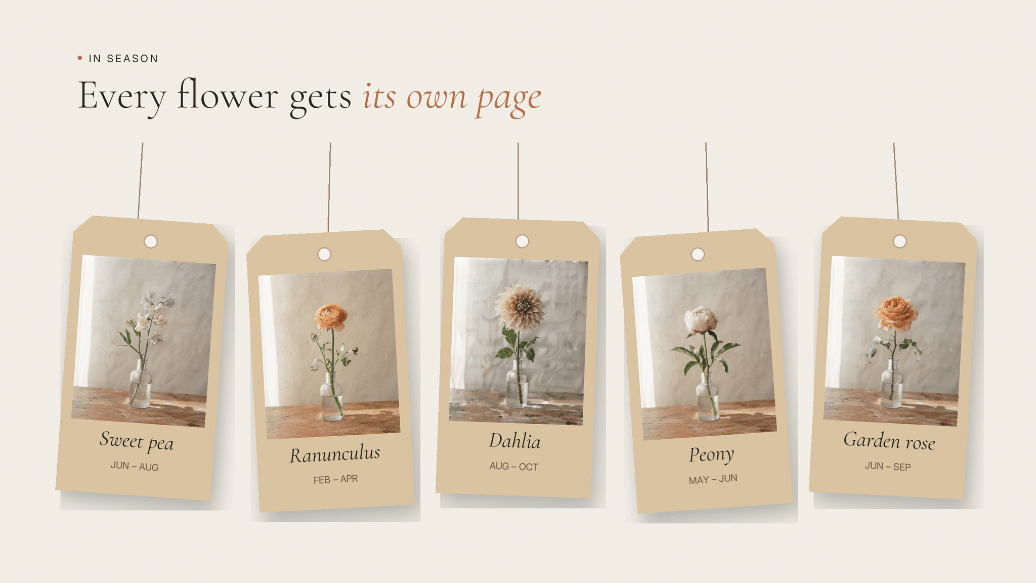 Sweetpea